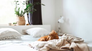 「朝起きられない」は体質じゃない?|起きられない原因と整える習慣5選